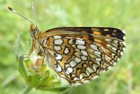 Attēlu rezultāti vaicājumam “Melitaea diamina underside”