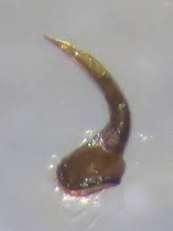 Attēlu rezultāti vaicājumam “Dasytes caeruleus imago”