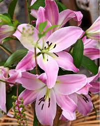 Image result for Lilie