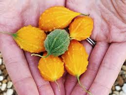 Attēlu rezultāti vaicājumam “Blysmus compressus fruit”