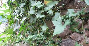 Attēlu rezultāti vaicājumam “Bryonia alba fruit”