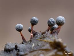 Attēlu rezultāti vaicājumam “Physarum bryocorticola macro”