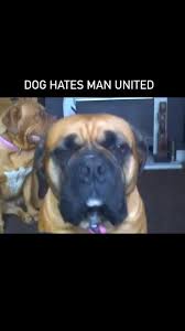 Image result for Leeds Mad Dogs
