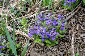 Attēlu rezultāti vaicājumam “Galega orientalis bud”