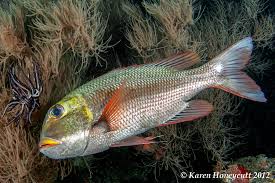 Image result for Monotaxis grandoculis