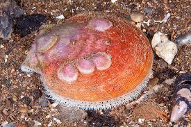 Image result for Placopecten magellanicus