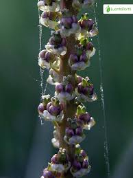 Attēlu rezultāti vaicājumam “Triglochin maritimum flower”
