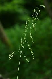 Attēlu rezultāti vaicājumam “Poa remota”