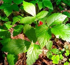 Attēlu rezultāti vaicājumam “Rubus saxatilis”
