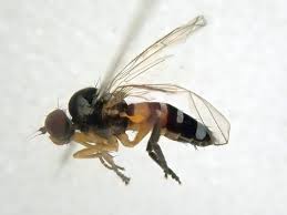 Attēlu rezultāti vaicājumam “Platypezidae”