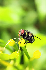 Attēlu rezultāti vaicājumam “Musca domestica”