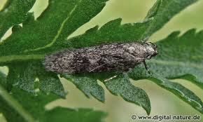 Attēlu rezultāti vaicājumam “Gelechia scotinella”