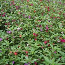 Image result for Impatiens balsamina