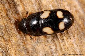 Attēlu rezultāti vaicājumam “Glischrochilus hortensis”