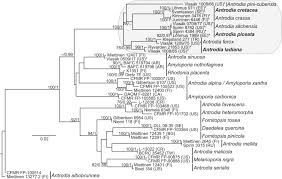 Attēlu rezultāti vaicājumam “Antrodia crassa”