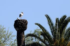 Attēlu rezultāti vaicājumam “Ciconia ciconia nest”