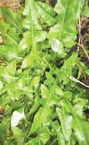 Attēlu rezultāti vaicājumam “Sonchus oleraceus leaf”