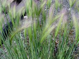 Attēlu rezultāti vaicājumam “Hordeum jubatum”