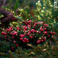 Attēlu rezultāti vaicājumam “Oxycoccus fruit”