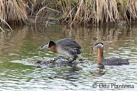 Attēlu rezultāti vaicājumam “Podiceps grisegena adult”