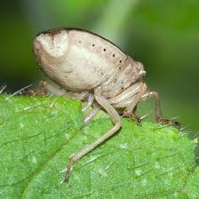 Attēlu rezultāti vaicājumam “Aelia acuminata”