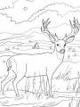 Mule coloring page