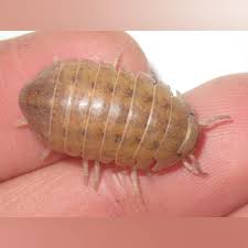 Attēlu rezultāti vaicājumam “Euura brevicornis”