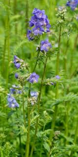 Attēlu rezultāti vaicājumam “Polemonium caeruleum flower”