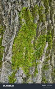 Attēlu rezultāti vaicājumam “Brachythecium salebrosum”