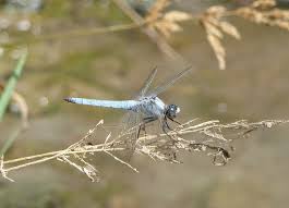 Attēlu rezultāti vaicājumam “Orthetrum brunneum”