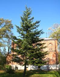 Attēlu rezultāti vaicājumam “Pseudotsuga menziesii var. glauca”