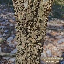 Attēlu rezultāti vaicājumam “Xylita laevigata”