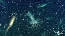 MBARI - Soft Sediment Megafauna 200m