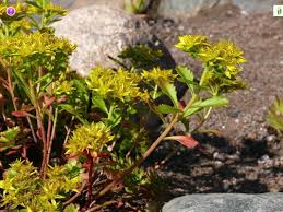 Attēlu rezultāti vaicājumam “Sedum aizoon fruit”