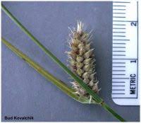 Attēlu rezultāti vaicājumam “Carex lasiocarpa male flower”