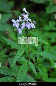 Attēlu rezultāti vaicājumam “Cardamine bulbifera”
