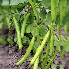 Image result for Dicke Bohnen