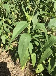 Attēlu rezultāti vaicājumam “Helianthus tuberosus leaf”