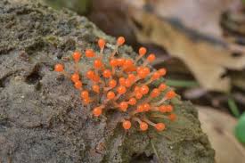 Attēlu rezultāti vaicājumam “Hemitrichia chrysospora sessile”