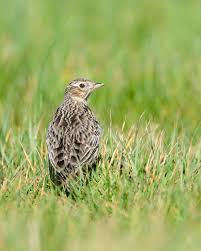 Attēlu rezultāti vaicājumam “Alauda arvensis adult”