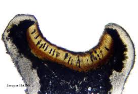 Attēlu rezultāti vaicājumam “Anaptychia ciliaris”