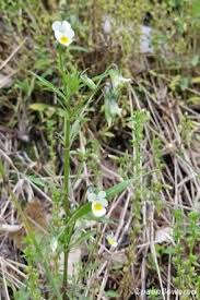 Attēlu rezultāti vaicājumam “Viola arvensis flower”
