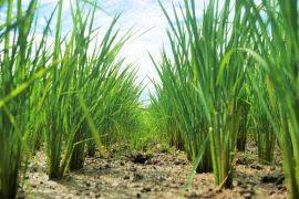 Attēlu rezultāti vaicājumam “Aloina rigida sporophyte”