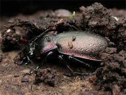 Attēlu rezultāti vaicājumam “Carabus nemoralis”