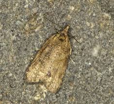 Attēlu rezultāti vaicājumam “Capua vulgana”