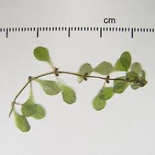 Attēlu rezultāti vaicājumam “Callitriche verna flower”