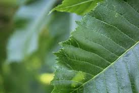 Attēlu rezultāti vaicājumam “Aesculus x hybrida leaf”