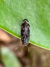 Attēlu rezultāti vaicājumam “Collaria rubens young”