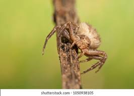 Attēlu rezultāti vaicājumam “Xysticus bifasciatus female”