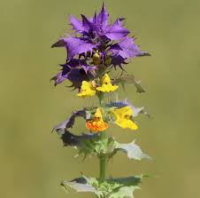 Attēlu rezultāti vaicājumam “Melampyrum nemorosum leaf”